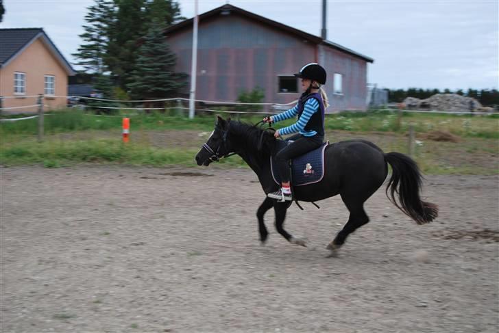 Welsh Mountain (sec A) Dorthealyst Barbara DODDI - fuld galop... wee billede 17