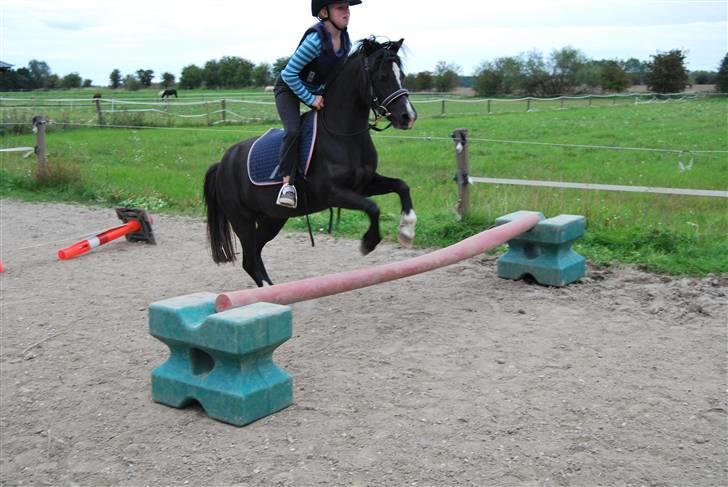 Welsh Mountain (sec A) Dorthealyst Barbara DODDI - Elsker det billede<3 Doddi og Mia, i bare dejlige billede 18