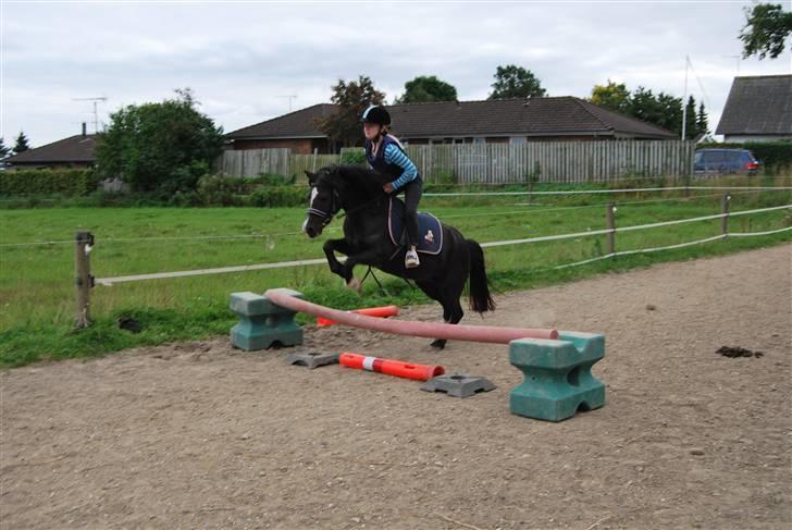 Welsh Mountain (sec A) Dorthealyst Barbara DODDI - HUn er da dygtig<3 billede 19