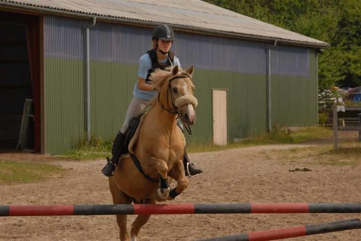 Palomino Nivågårds Lucky billede 6