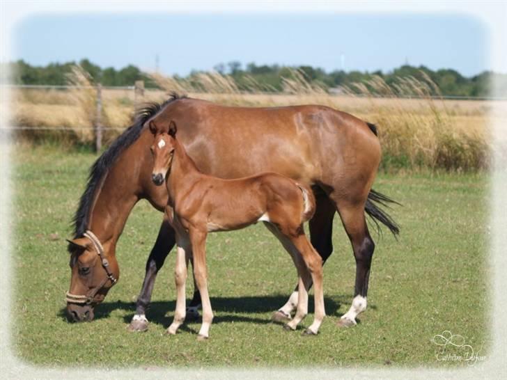 Dansk Varmblod Don Amantic billede 6