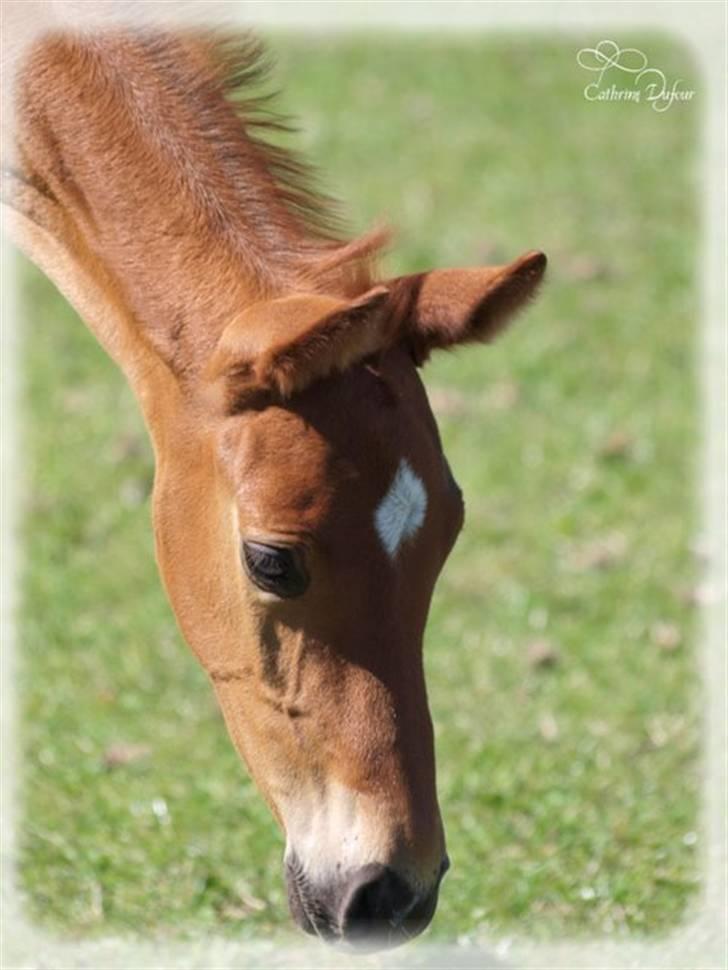 Dansk Varmblod Don Amantic billede 7