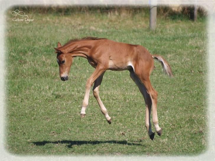 Dansk Varmblod Don Amantic billede 8