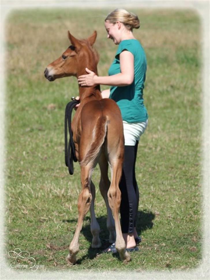 Dansk Varmblod Don Amantic billede 9