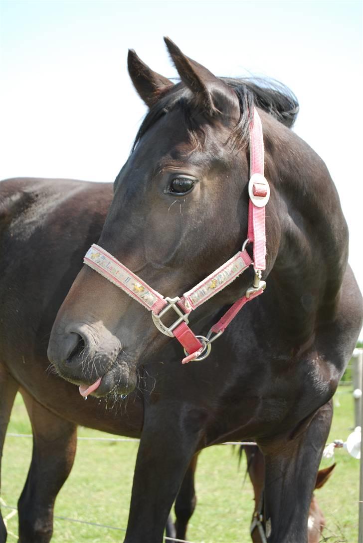 DSP Kuli's Heart Of Gold - Maj o8 billede 19