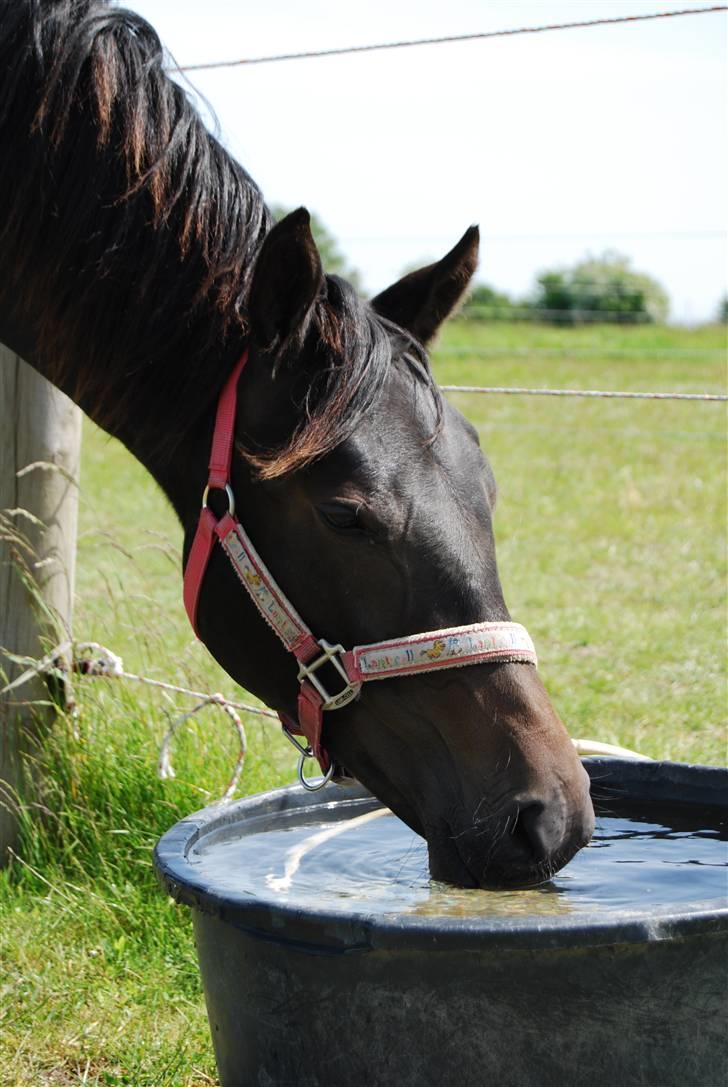 DSP Kuli's Heart Of Gold - Maj o8 billede 20