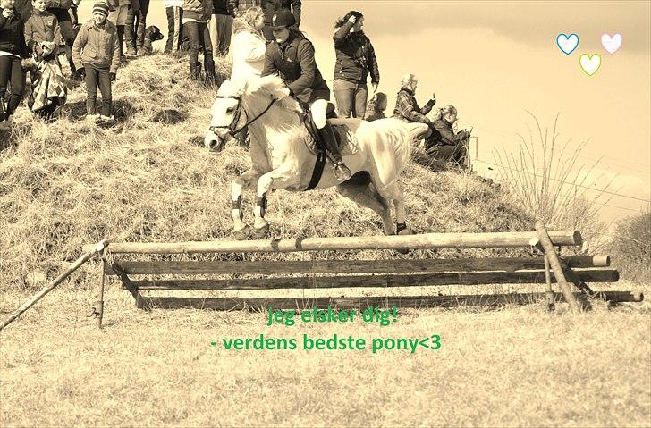 Connemara Grey Choise Lover  - VELKOMMEN TIL LOVER´S PROFIL, GI´ ENDELIG EN BEDØMMELSE OG EN KOMMENTAR;D<3 billede 1