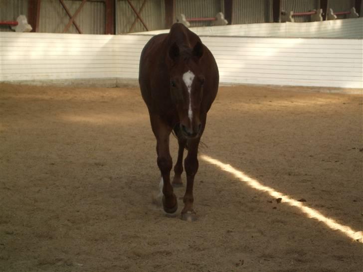 Anden særlig race May Carnation - May hygger i ridehuset på ØHR. (fotograf: mig) billede 8
