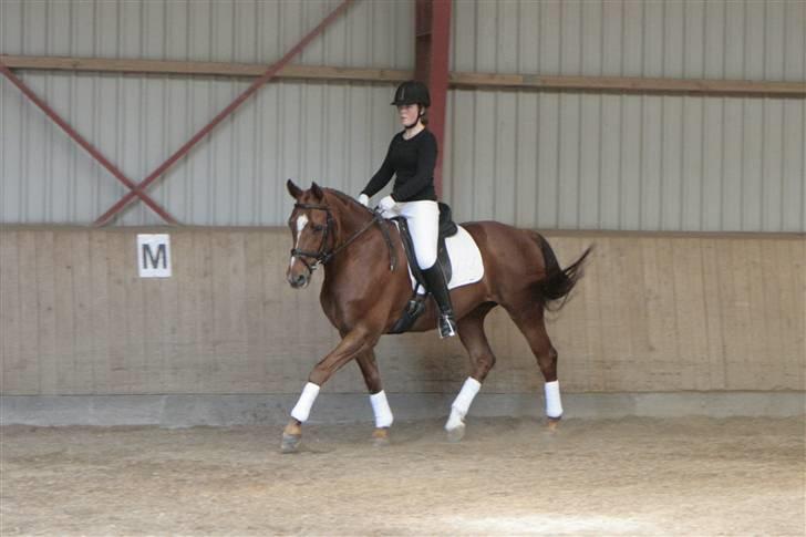 Anden særlig race May Carnation - May & Helle til stævne LB1 eller 2 maj 09. (fotograf: mig) billede 10
