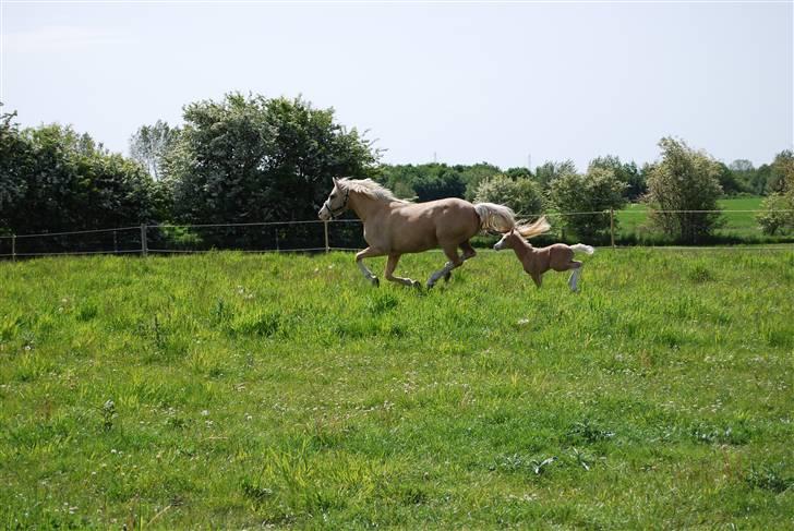 DSP Tovdal's Ivory Princess - så er der gang i den billede 11