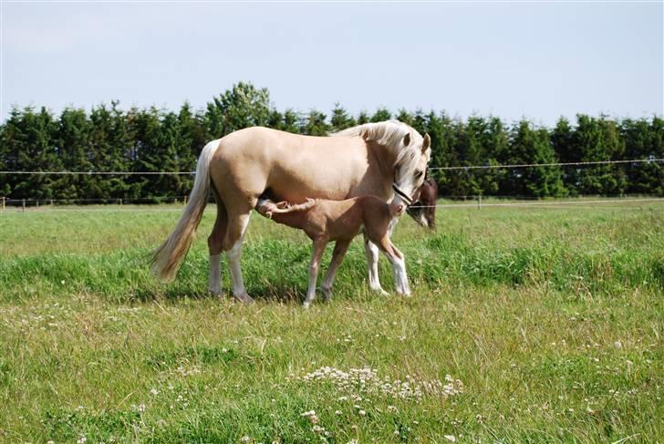 DSP Tovdal's Ivory Princess billede 12