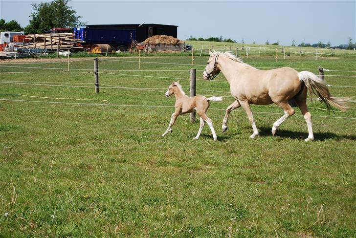 DSP Tovdal's Ivory Princess - Lækker Lækker. . . . . hun fik 9 for traven<3 billede 13