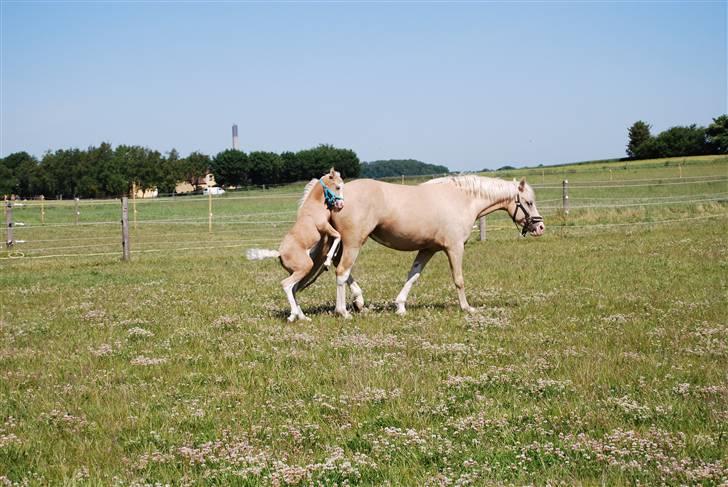 DSP Tovdal's Ivory Princess - leg med mig mor billede 14