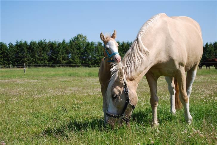 DSP Tovdal's Ivory Princess billede 15