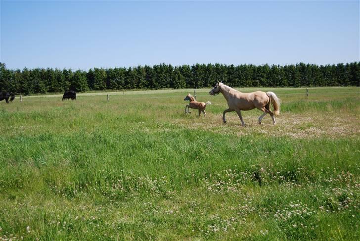 DSP Tovdal's Ivory Princess billede 16