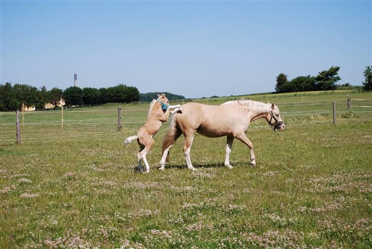 DSP Tovdal's Ivory Princess billede 17