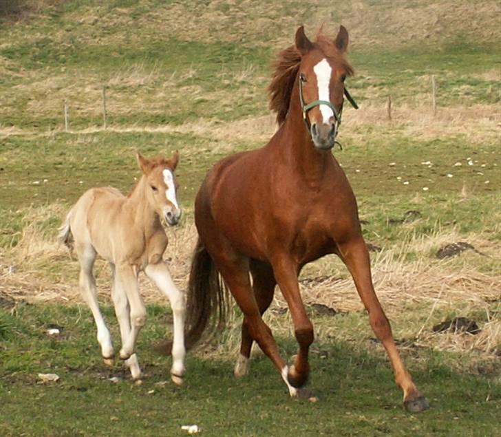 Welsh Partbred (Sec F) Gratia B - Det er skønt når føllet følger fint med også i højt tempo billede 12