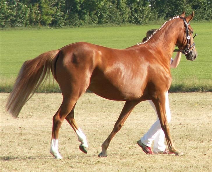 Welsh Partbred (Sec F) Gratia B - gl.Estrup Landbrugsmesse 2008 - Jorden brænder søndag morgen billede 13