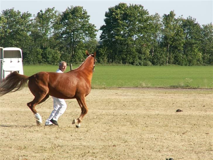 Welsh Partbred (Sec F) Gratia B - mere jorden brænder billede 14