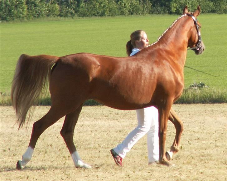 Welsh Partbred (Sec F) Gratia B - Lige før Anna overgiver tøjlen til Peder billede 15