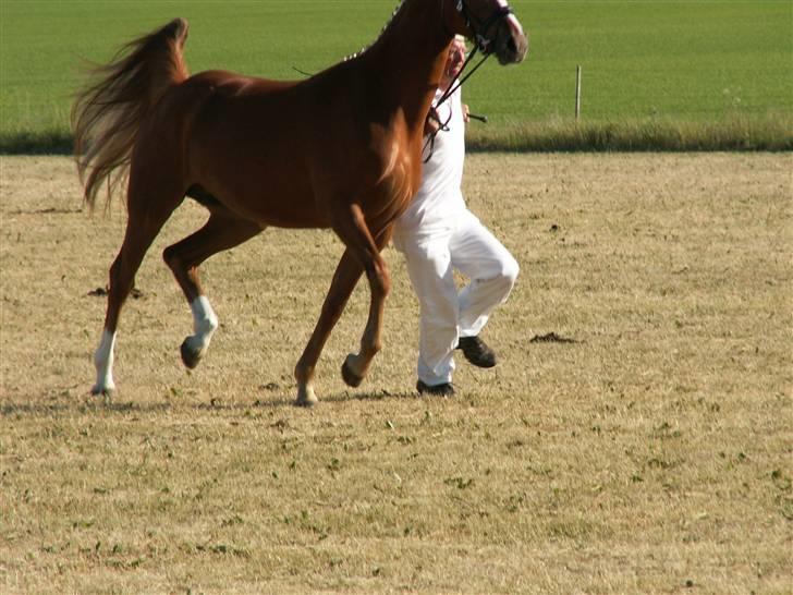 Welsh Partbred (Sec F) Gratia B - Det hjalp ikke at skifte til Peder billede 16