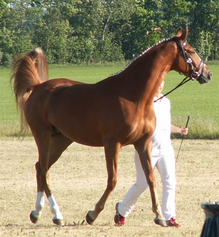 Welsh Partbred (Sec F) Gratia B - Der skulle en meget lang skridtetur til 4 gange rundt om den store ring. billede 17