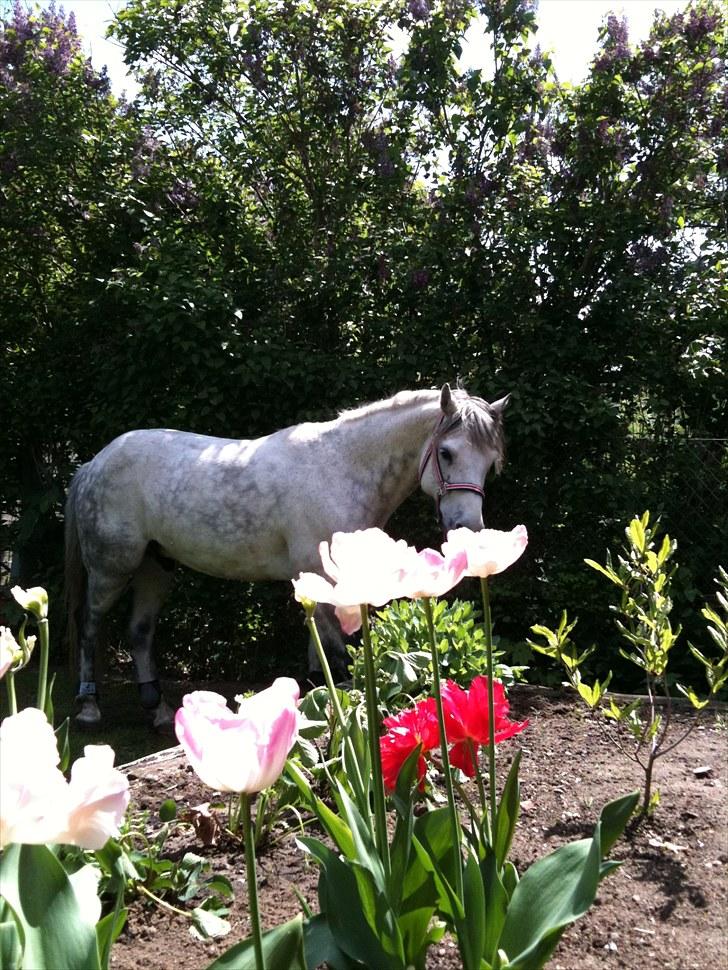 Connemara Teglstrups King Lucas - Mmmmmmmmmmmm <3 De her blomster dufter daaaajligt ;* Háah ;) billede 18