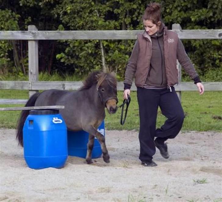 Dansk Miniature Brunebjerggårds Sahara - billedet som var i fyns amtsavis, på forsiden enda.. Tak susan for billedet:) billede 13