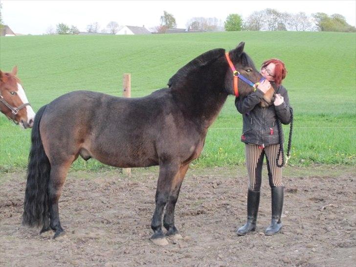 New Forest Loke Charmour Tornando  R.I.P. 14/4 - 2011 - Det kan vist kaldes ægte kærlighed mellem hest og ejer.... Elsker dig min ponydreng billede 20