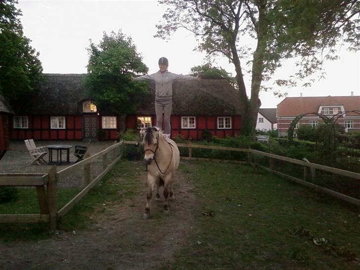 Fjordhest Lukas<3 (L' - Mig der står på lukas<3  billede 4