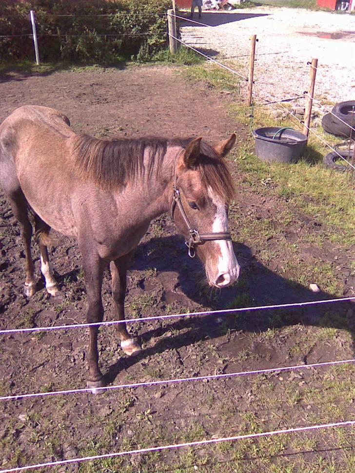 Anden særlig race To-Scor Surprise  SOLGT - Hvad laver du deroppe? ^^ (Jeg sidder på Tanacha xD ) billede 10