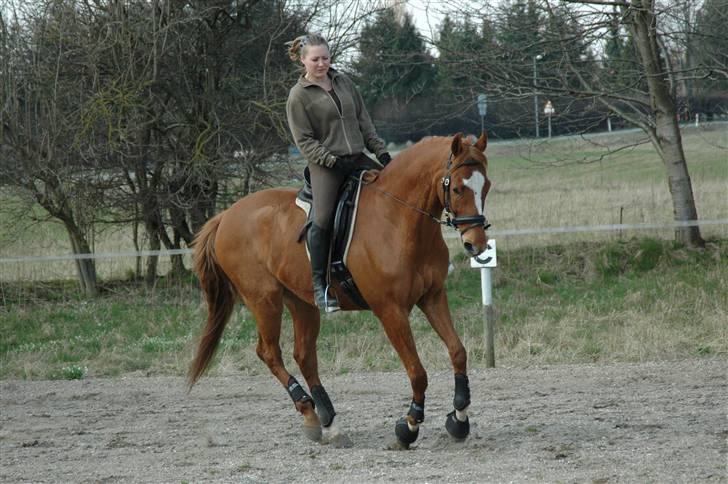 Fuldblod (XX) Maphard - Træning april 2010 billede 12