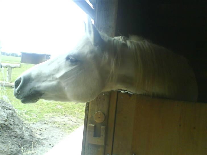 Connemara Nørlunds Melanie - Se lige min profil............ billede 1