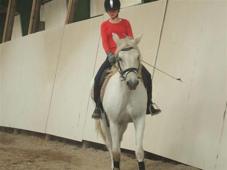 Connemara Nørlunds Melanie - I ridehuset........ billede 2