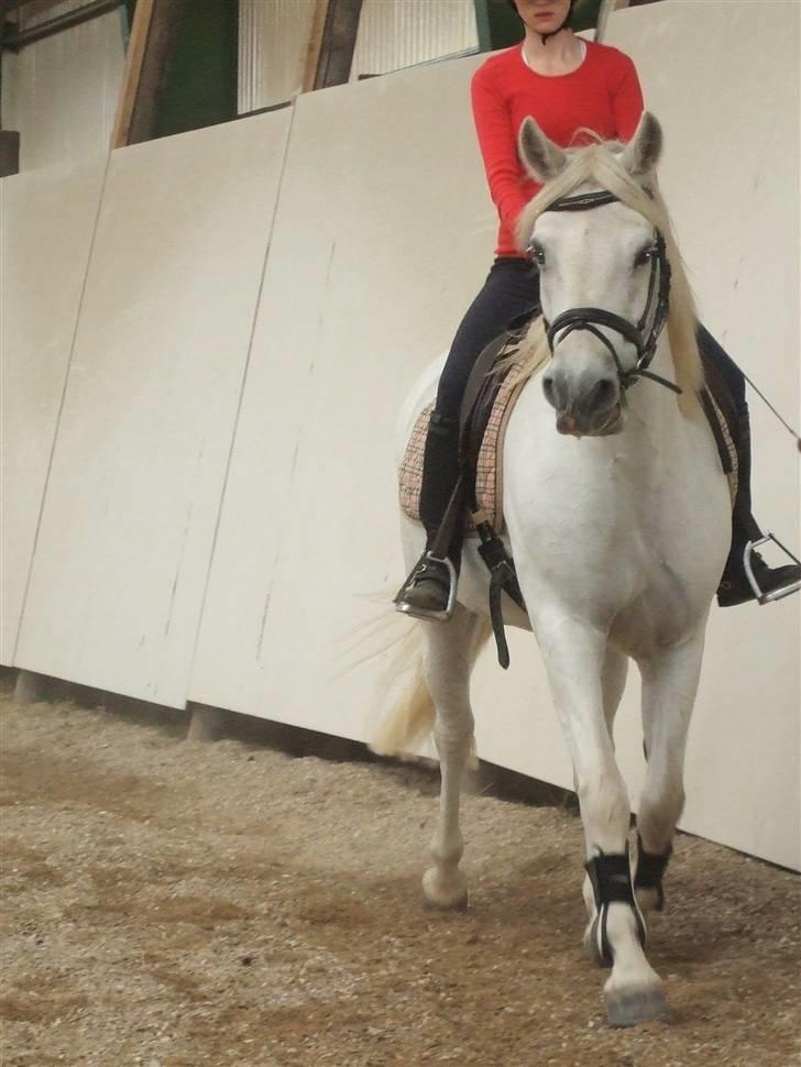 Connemara Nørlunds Melanie - I ridehuset............... billede 3