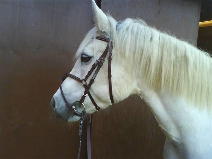 Connemara Nørlunds Melanie - Lidt mere profil billede 4