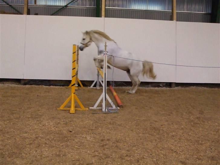 Connemara Nørlunds Melanie - Løsspring billede 5