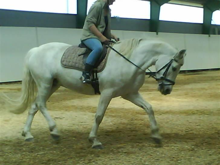 Connemara Nørlunds Melanie - Med Helena på ryggen - hun forlanger ret meget af én! billede 6