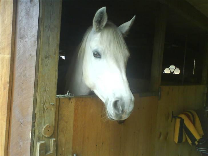 Connemara Nørlunds Melanie - Her står man så og hænger lidt. billede 7