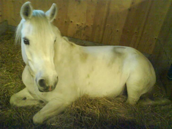 Connemara Nørlunds Melanie - God stor boks hvor man kan tage sig en slapper billede 8