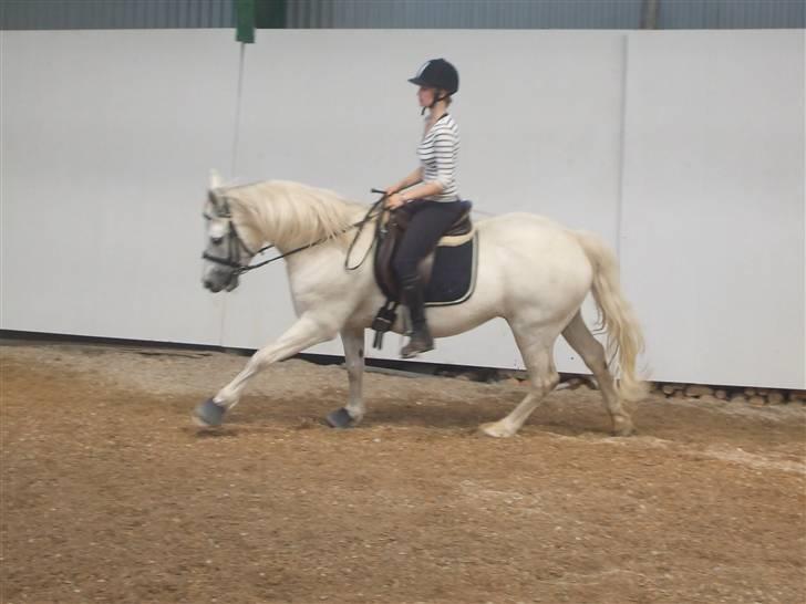 Connemara Nørlunds Melanie - Med Astrid i ridehuset billede 10