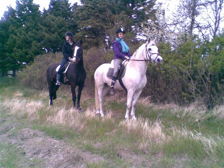 Connemara Nørlunds Melanie - Melle og Remi-dyret på marktur billede 11