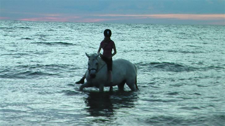 Connemara Nørlunds Melanie - Solnedgang, Liseleje Strand August 2008. WOW!!! billede 12