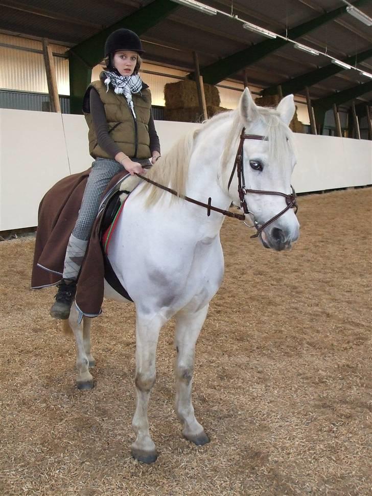 Connemara Nørlunds Melanie -  I ridehuset december 2007 billede 15