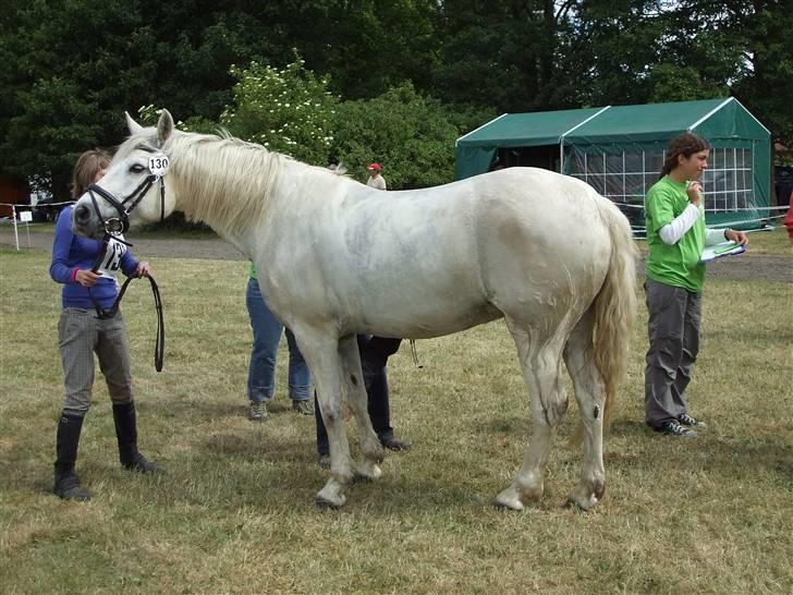 Connemara Nørlunds Melanie - Hippoaden 2008 - målundersøgelse. billede 16