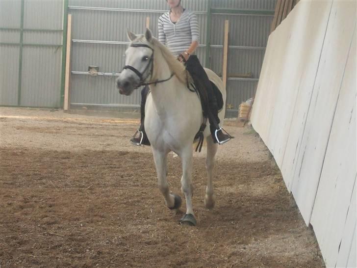 Connemara Nørlunds Melanie billede 18