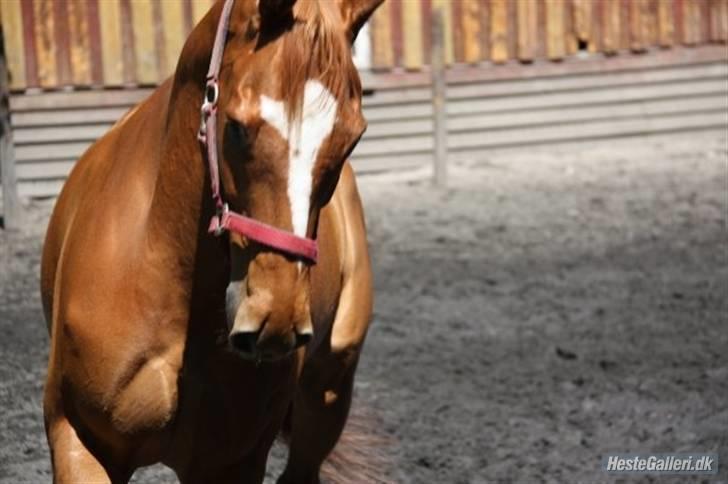 Fuldblod (XX) Maphard - Uuh, hvor han spiller op :) billede 17