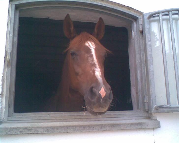 Hannoveraner Heslegårds Lullu - lullu der hjemme billede 2