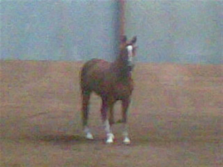 Hannoveraner Heslegårds Lullu - lullu der hjemme i ridehuset billede 3