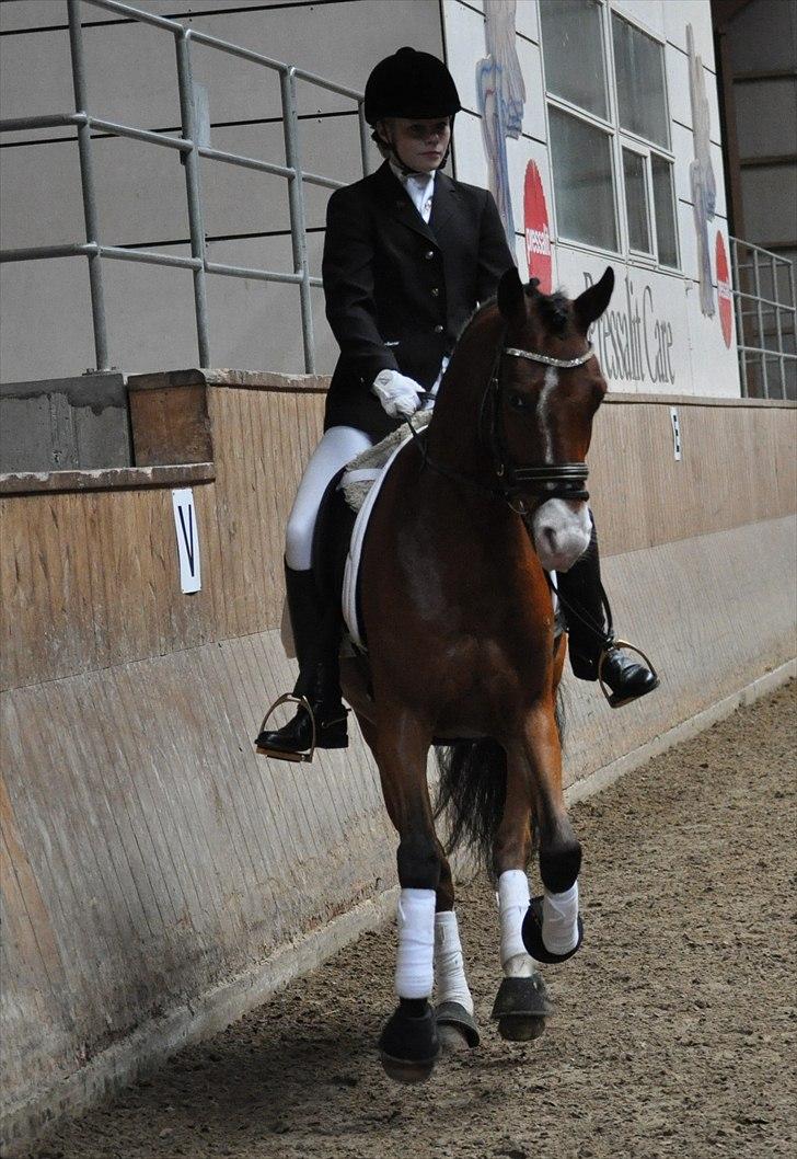 Tysk Sportspony Magic <3333 B-PONY - <3 <3 billede 7